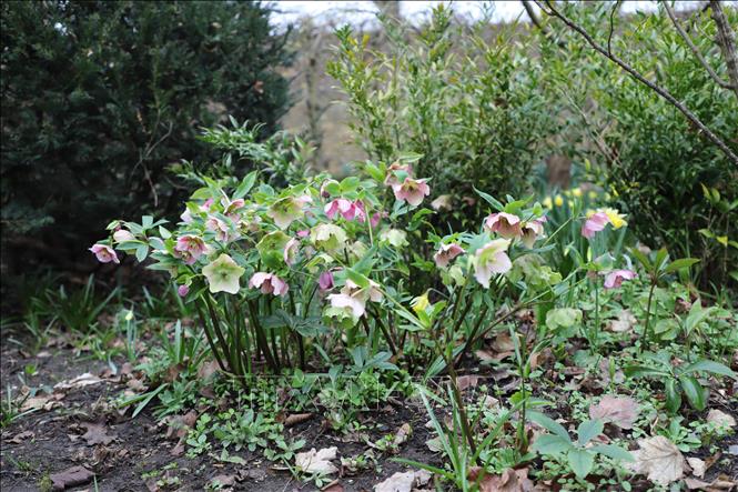 Hoa hồng đông (Hellebore) nổi tiếng với khả năng chịu lạnh và nở hoa rực rỡ vào cuối đông, đầu xuân. Ảnh: Phong Hà/PV TTXVN tại Anh