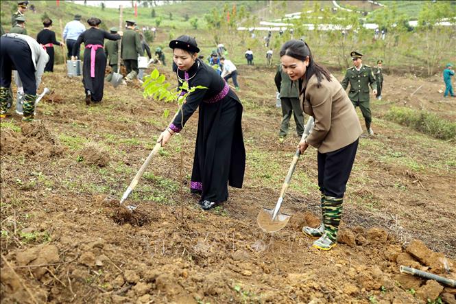 The tree planting festival in the northern province of Tuyen Quang. VNA Photo