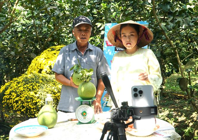 Các nhà sáng tạo nội dung livestream quảng bá sản phẩm bưởi da xanh cho nhà vườn xã Chợ Lách, tỉnh Vĩnh Long.  Ảnh: Lê Thúy Hằng – TTXVN