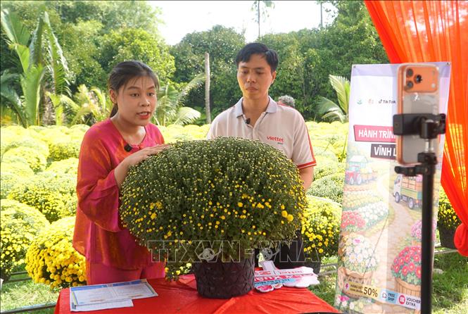 Các nhà sáng tạo nội dung livestream quảng bá sản phẩm cúc mâm xôi cho nhà vườn xã Chợ Lách, tỉnh Vĩnh Long. Ảnh: Lê Thúy Hằng – TTXVN