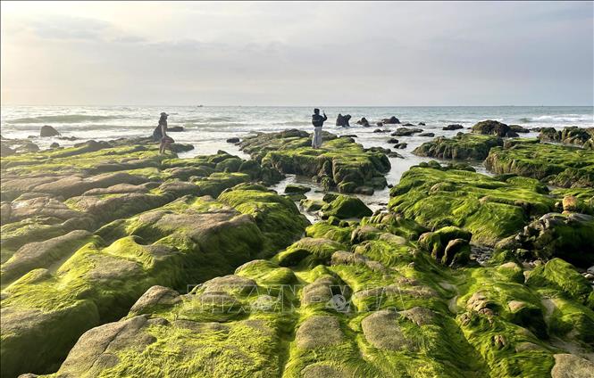 The moss-covered shores of Co Thach – Binh Thanh beach attract adventurers and those seeking the perfect 