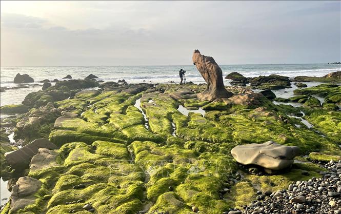 Ba Khom rock bank at Co Thach – Binh Thanh beach, Lien Huong commune, Lam Dong province, is beautifully carpeted in green moss. VNA Photo: Hồng Hiếu 
