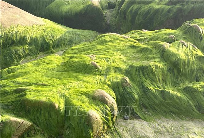 Long strands of moss become iridescent under the glistening sunlight. VNA Photo: Hồng Hiếu 