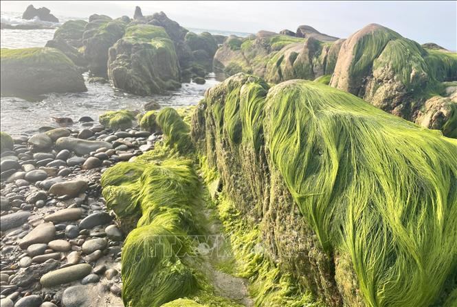 The green moss season at Co Thach beach typically emerges towards the end of January each year. VNA Photo: Hồng Hiếu 