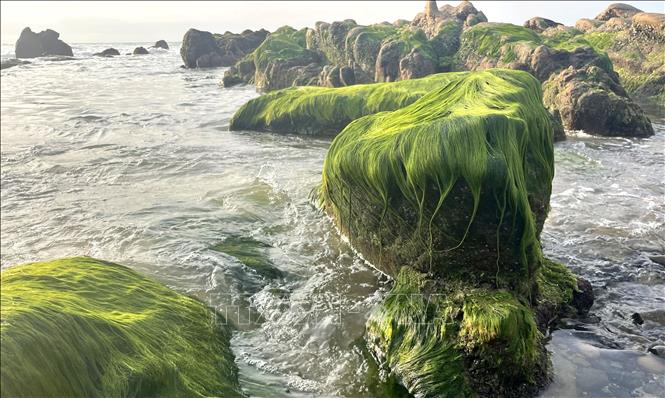 The thick green moss covers the boulders at Co Thach beach like a velvet mantle. VNA Photo: Hồng Hiếu 