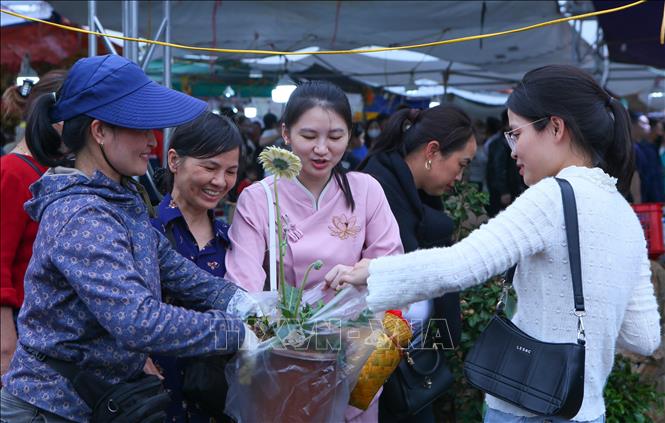 Khách chọn mua cây tại chợ Viềng. Ảnh: Công Luật - TTXVN