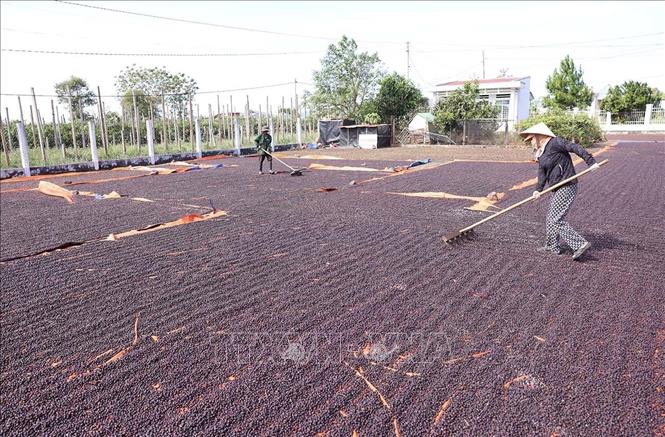 Phơi cà phê theo phương thức truyền thống ở HTX nông nghiệp & dịch vụ Nam Yang, xã Kon Gang, tỉnh Gia Lai. Ảnh: Vũ Sinh – TTXVN