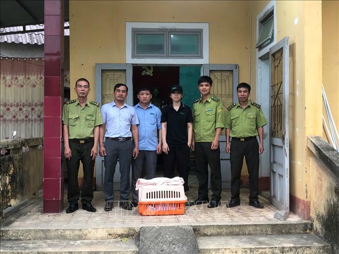 UBND xã Đakrông phối hợp với Trạm Kiểm Lâm Đakrông đã tiến hành bàn giao cá thể rái cá vuốt nhỏ cho Vườn Quốc gia Cúc phương và Trung tâm Bảo tồn động vật hoang dã tại Việt Nam. Ảnh: TTXVN phát