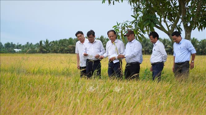 Đoàn công tác của UBND tỉnh An Giang thăm hỏi tình hình trồng lúa của nông dân ở xã Vĩnh Hòa. Ảnh: Văn Sĩ - TTXVN                               