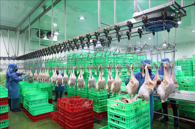 Công nhân tại Công ty TNHH Thanh Bảo Hân (xã Bàu Năng, tỉnh Tây Ninh) trở lại làm việc sau kỳ nghỉ Tết. Ảnh: Thanh Tân - TTXVN