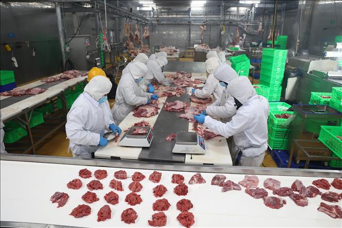 Công nhân tại Công ty TNHH Pacow International (phường Gia Lộc, tỉnh Tây Ninh) đã trở lại làm việc bình thường sau kỳ nghỉ Tết nhằm cung ứng thực phẩm cho thị trường. Ảnh: Thanh Tân - TTXVN