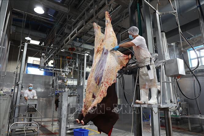 Công nhân tại Công ty TNHH Pacow International (phường Gia Lộc, tỉnh Tây Ninh) đã trở lại làm việc bình thường sau kỳ nghỉ Tết nhằm cung ứng thực phẩm cho thị trường. Ảnh: Thanh Tân - TTXVN