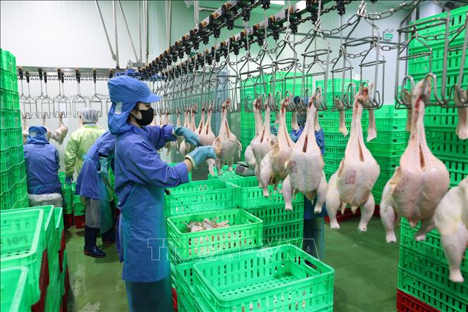 Công nhân tại Công ty TNHH Thanh Bảo Hân (xã Bàu Năng, tỉnh Tây Ninh) trở lại làm việc đầy đủ sau kỳ nghỉ Tết. Ảnh: Thanh Tân - TTXVN