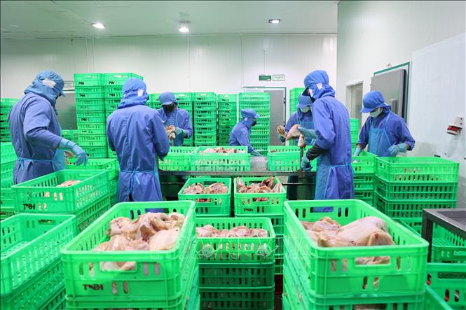 Công nhân tại Công ty TNHH Thanh Bảo Hân (xã Bàu Năng, tỉnh Tây Ninh) trở lại làm việc đầy đủ sau kỳ nghỉ Tết. Ảnh: Thanh Tân - TTXVN