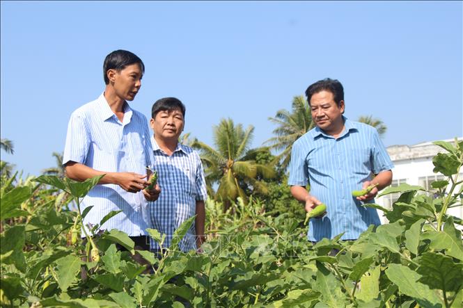 Từ vùng đất bị bỏ hoang ngày nào, nhờ sự linh hoạt trong quản lý của chính quyền địa phương, các hộ nghèo, khó khăn đã có thêm đất để phát triển sinh kế. Ảnh: Chanh Đa-TTXVN