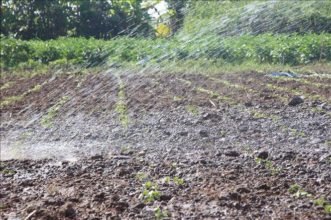 Màu xanh trên mảnh đất bỏ hoang trước đây đã được bén rễ. Ảnh: Chanh Đa-TTXVN