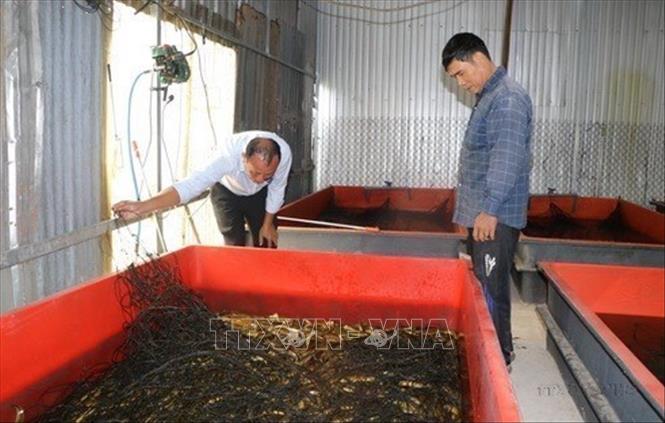 Người dân phát triển các mô hình chăn nuôi mới ở Mộ Đức. Ảnh: Đinh Hương - TTXVN