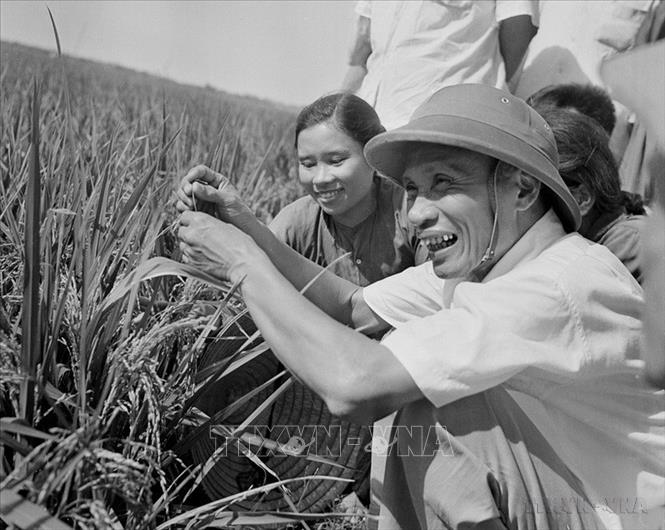 Thủ tướng Phạm Văn Đồng thăm cánh đồng lúa năng suất cao của nông dân  xã Hải An, huyện Hải Châu, tỉnh Nam Hà, tháng 6/1969. Ảnh: Đức Như - TTXVN
