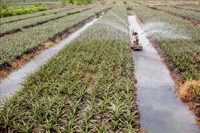 Khởi nghiệp tại chỗ, khởi nghiệp từ sinh kế truyền thống được tỉnh Tây Ninh định hướng là trọng tâm nhằm tạo sinh kế bền vững cho thanh niên dân tộc thiểu số. Ảnh: Giang Phương – TTXVN