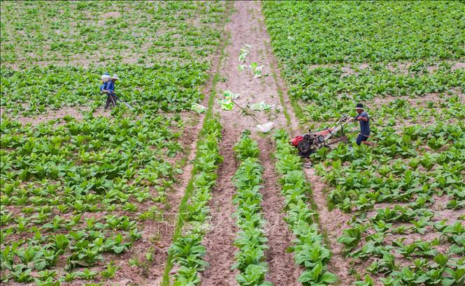 Tây Ninh chú trọng khơi dậy tinh thần sáng tạo, khát vọng lập thân, lập nghiệp của thanh niên dân tộc thiểu số trong phát triển kinh tế – xã hội địa phương. Ảnh: Giang Phương – TTXVN