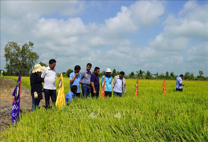 Các đại biểu tham qua mô hình trình diễn giống lúa TNN91. Ảnh: Văn Sĩ - TTXVN                                  