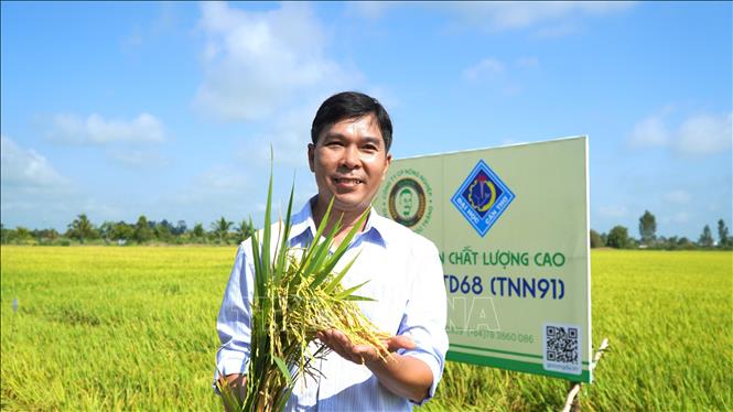 Thạc sĩ Huỳnh Như Điền, giảng viên Trường Nông nghiệp (Đại học Cần Thơ), thành viên nhóm nghiên cứu giống lúa TNN91. Ảnh: Văn Sĩ - TTXVN   