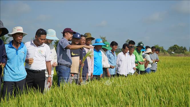 Các đại biểu tham qua mô hình trình diễn giống lúa TNN91. Ảnh: Văn Sĩ - TTXVN                         