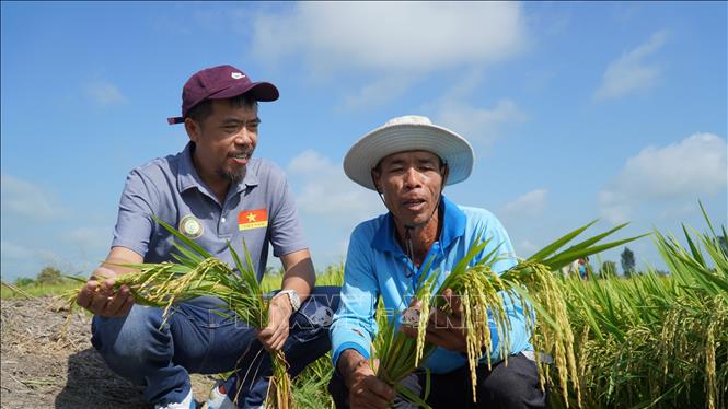 Ông Trầm Du, Tổng GĐ Công ty CP Nông nghiệp Gạo hữu cơ TD Sóc Trăng cùng ông Trần Văn Ngỗng, nông dân trồng khảo nghiệm giống lúa TNN91. Ảnh: Văn Sĩ - TTXVN                                  