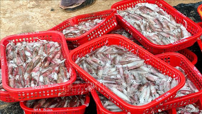 Thủy hải sản do nhiều tàu cá tỉnh Quảng Trị vươn khơi đánh bắt về đã mang lại thu nhập cao cho ngư dân ngay từ những ngày đầu năm mới 2026. Ảnh: Tá Chuyên - TTXVN