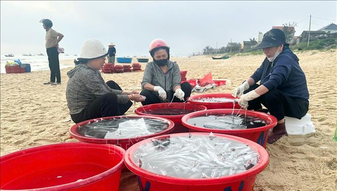 Các thương lái thu mua cũng phấn khởi sau những chuyến biển bội thu cá, mực của ngư dân trong những ngày đầu năm mới Bính Ngọ 2026. Ảnh: Tá Chuyên - TTXVNN