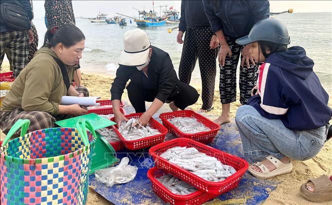 Không khí mua bán thủy hải sản nhộn nhịp tại các bến bãi của tỉnh Quảng Trị tạo không khí phấn khởi trong những ngày đầu năm mới 2026. Ảnh: Tá Chuyên - TTXVN