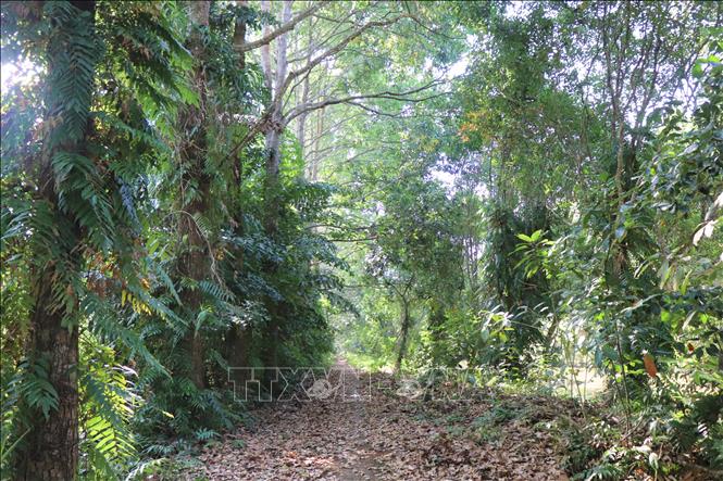 Đất rừng phòng hộ, đất rừng đặc dụng và đất rừng sản xuất khi chuyển đổi phải có phương án trồng rừng thay thế được phê duyệt. Ảnh: Thu Hiền - TTXVN