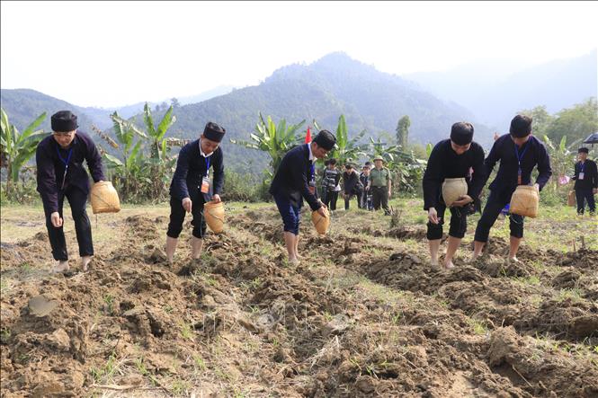 Lãnh đạo địa phương gieo hạt cho mùa sản xuất mới. Ảnh: Đinh Thùy - TTXVN