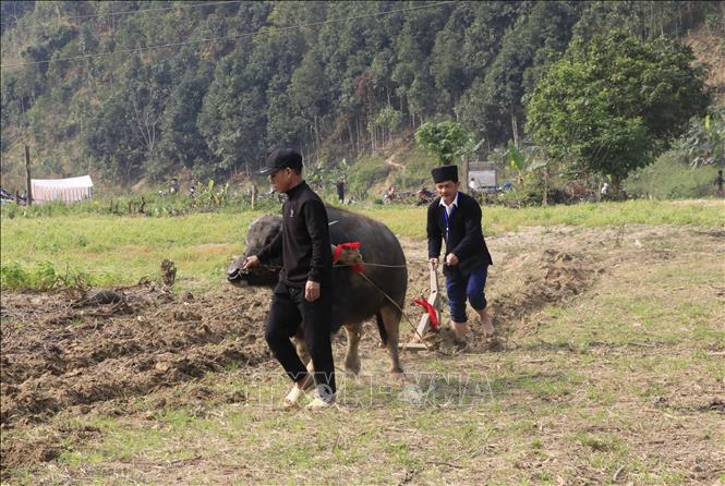 Chủ tịch UBND xã Phong Dụ Thượng Lương Văn Thu thực hiện những đường cày đầu tiên mở đầu cho mùa sản xuất mới. Ảnh: Đinh Thùy - TTXVN