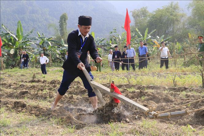 Chủ tịch UBND xã Phong Dụ Thượng Lương Văn Thu thực hiện những đường cày đầu tiên mở đầu cho mùa sản xuất mới. Ảnh: Đinh Thùy - TTXVN
