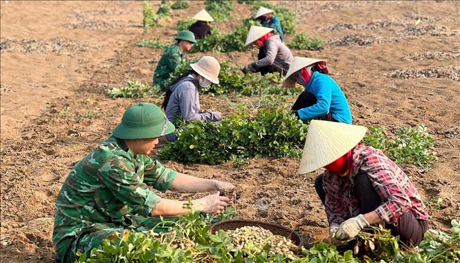 Cán bộ, chiến sĩ Đồn Biên phòng Làng Mô hỗ trợ bà con biên giới thu hoạch lạc. Ảnh: Võ Dung - TTXVN