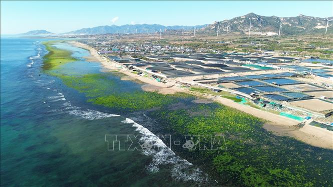 Rong biển phủ xanh bãi rạn ở xã Phước Dinh (Khánh Hòa). Ảnh: Nguyễn Thành - TTXVN