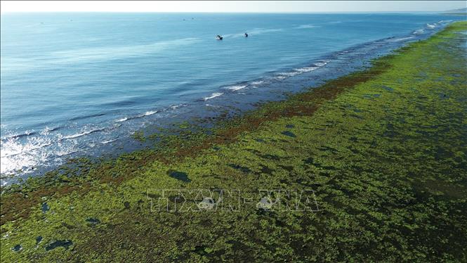 Cánh đồng rong biển ở xã Phước Dinh (Khánh Hòa). Ảnh: Nguyễn Thành - TTXVN