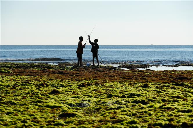 Vẻ đẹp thiên nhiên đầy cuốn hút của cánh đồng rong biển ở xã Phước Dinh (Khánh Hòa). Ảnh: Nguyễn Thành - TTXVN