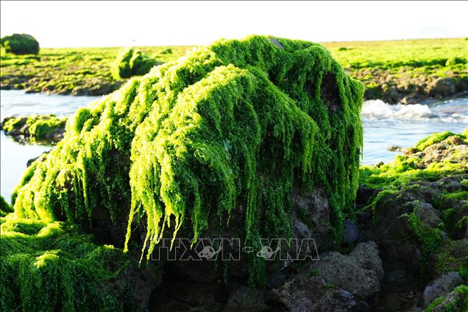 Rong biển phủ trên bãi rạn vùng biển Phước Dinh (Khánh Hòa). Ảnh: Nguyễn Thành - TTXVN