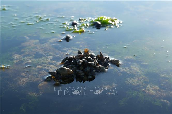 Các loài ốc và sinh vật nhỏ sinh sống, trú ngụ trong lớp rong biển ven bờ. Ảnh: Nguyễn Thành - TTXVN