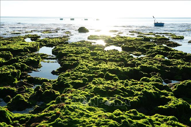 Vẻ đẹp của cánh đồng rong biển ở xã Phước Dinh (Khánh Hòa) vào sáng sớm. Ảnh: Nguyễn Thành - TTXVN