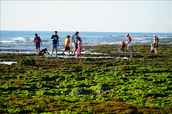 Du khách trải nghiệm tại cánh đồng rong biển ở xã Phước Dinh (Khánh Hòa). Ảnh: Nguyễn Thành - TTXVN