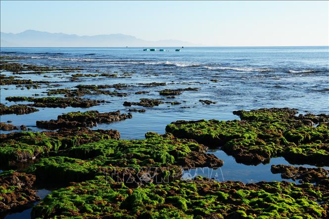 Rong biển phủ trên bãi rạn vùng biển Phước Dinh (Khánh Hòa). Ảnh: Nguyễn Thành - TTXVN