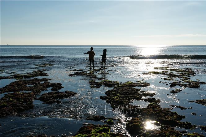 Vẻ đẹp nên thơ của cánh đồng rong biển ở xã Phước Dinh (Khánh Hòa). Ảnh: Nguyễn Thành - TTXVN