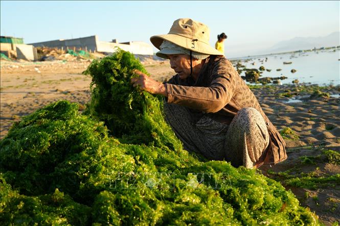 Người dân xã Phước Dinh (Khánh Hòa) thu hoạch rong biển. Ảnh: Nguyễn Thành - TTXVN