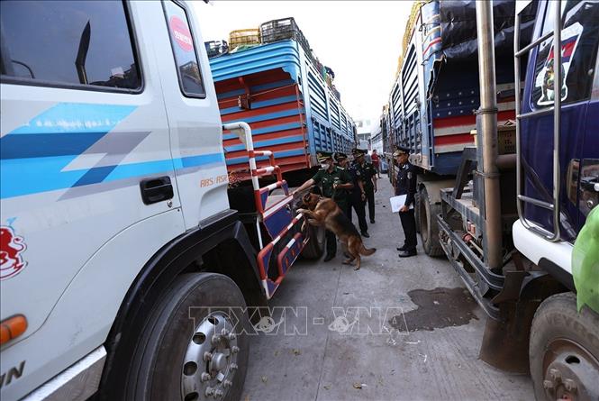 Lực lượng Biên phòng phối hợp với các lực lượng ở Cửa khẩu kiểm tra phương tiện trước khi nhập cảnh tại Cửa khẩu Quốc tế Dinh Bà, xã Tân Hộ Cơ, tỉnh Đồng Tháp. Ảnh: Vũ Sinh – TTXVN