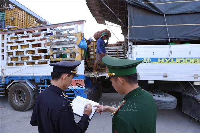 Lực lượng Biên phòng phối hợp với Hải quan Cửa khẩu Quốc tế Dinh Bà giám sát hàng nhập khẩu tại Cửa khẩu Quốc tế Dinh Bà, xã Tân Hộ Cơ, tỉnh Đồng Tháp. Ảnh: Vũ Sinh – TTXVN 