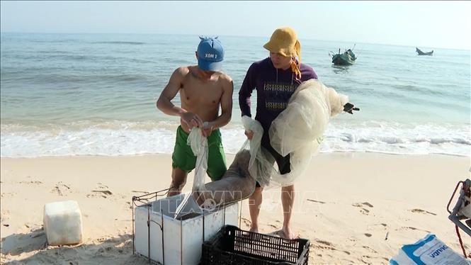 Người dân xã Ninh Châu trúng đậm ruốc biển những ngày ra khơi đầu năm. Ảnh: TTXVN phát