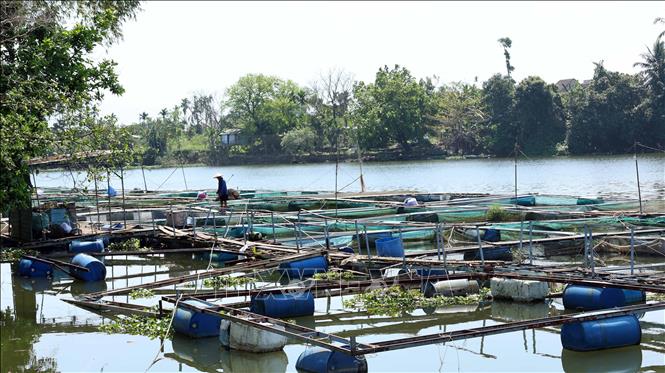 Nuôi thủy sản lồng bè trên sông Tam Kỳ ở phường Hương Trà, thành phố Đà Nẵng. Ảnh: Đỗ Trưởng – TTXVN